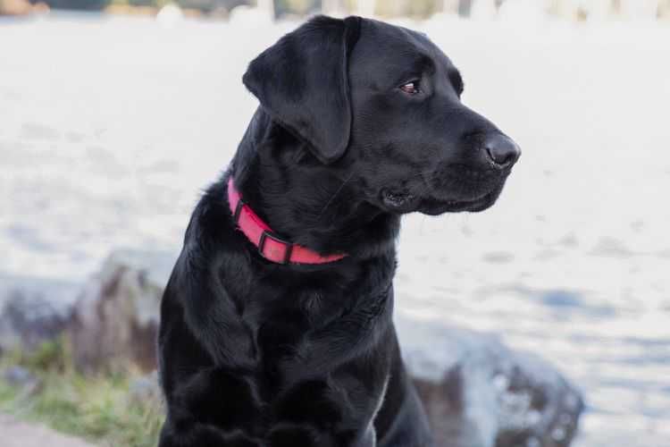labrador retriever piękny rodowód piesek