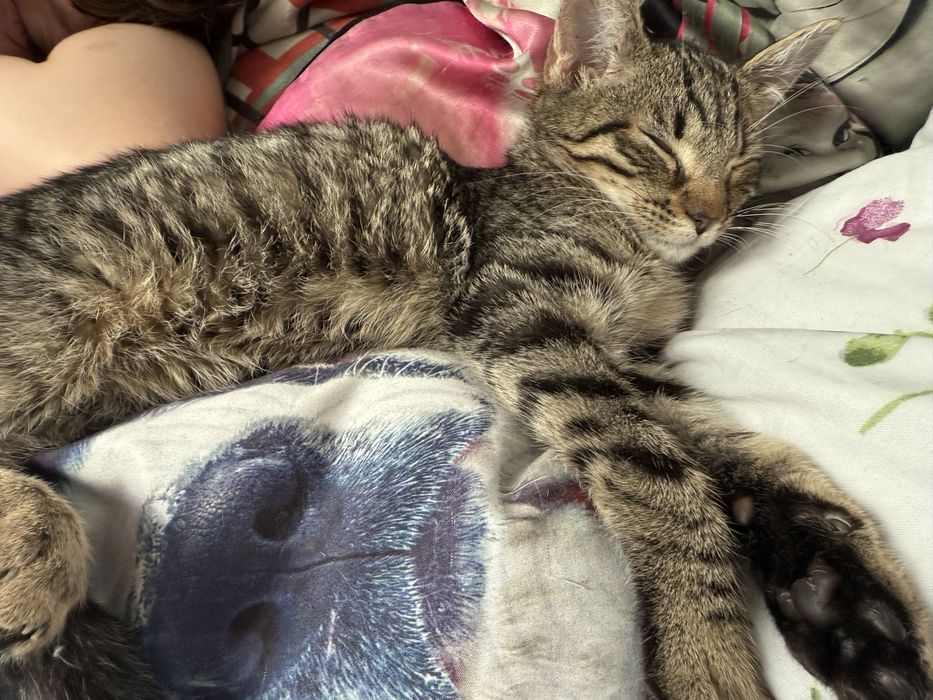 Oddam kotka w dobre ręce