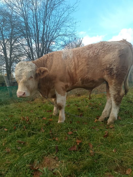 Sprzedam byczka simental