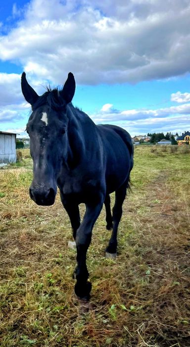 5 letnia klacz Śląska z licencją