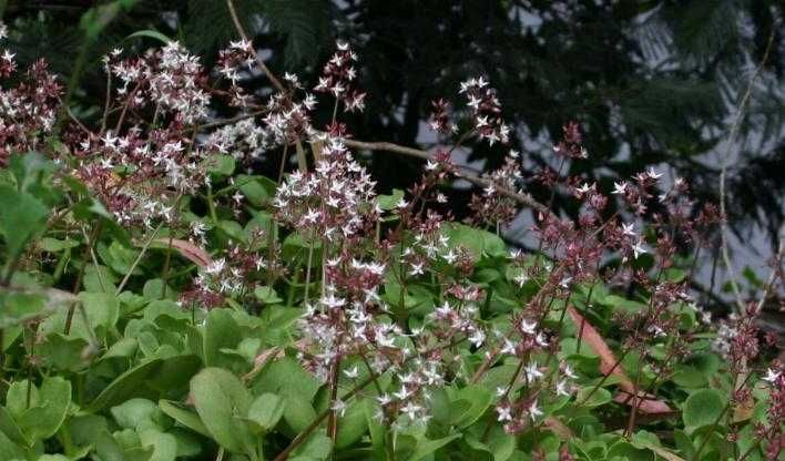 Suculenta crassula multicava