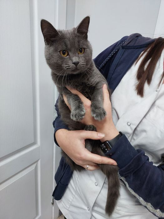 Британець 10м. шукає родину