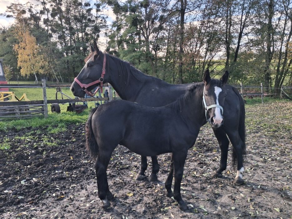 Sprzedam ogierka Śląskiego