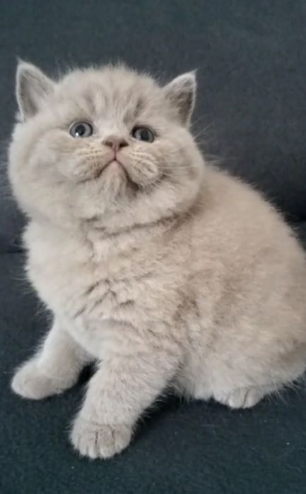 Macho British Shorthair lilac