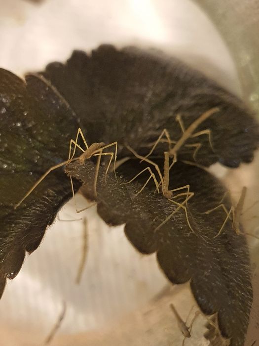 Patyczaki rogate do oddania