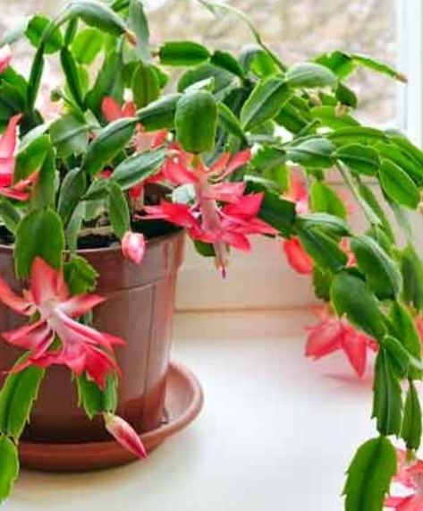 шлюмбергера (Schlumbergera)