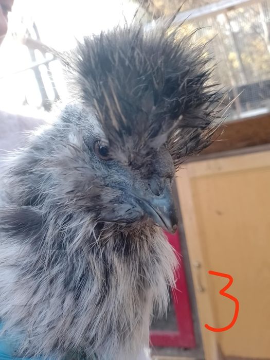 silki silka koguty na sprzedaż