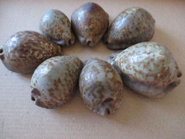 Conchas Trona Stercoraria