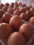 Ovos de galinha caseiros
