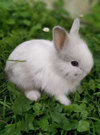 Кроленята декоративні, карликові кролики, кролик декоративний