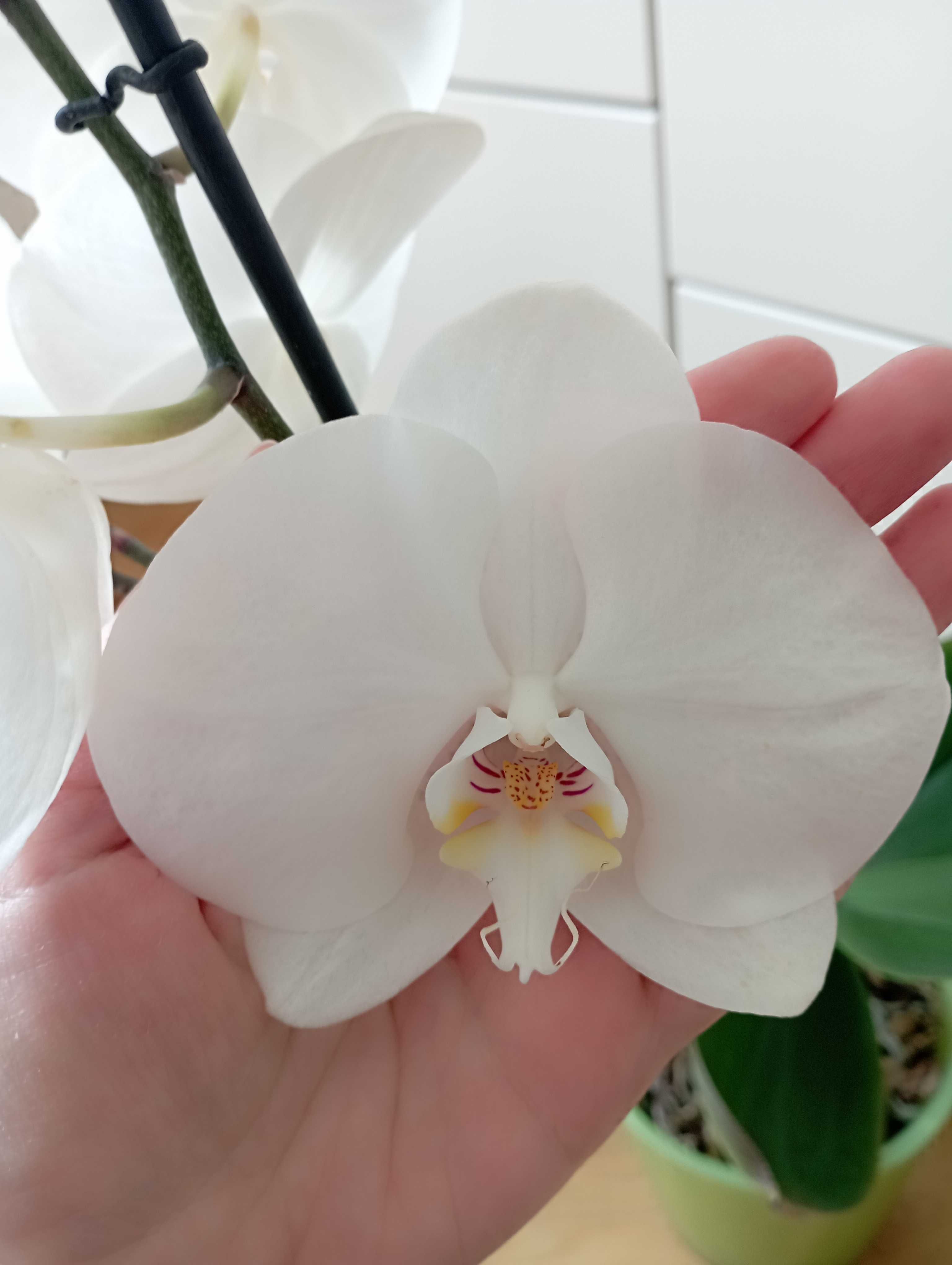Орхідея Біла королівська великоквіткова