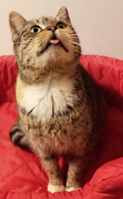 Gaja z FeLV (kocią białaczką) chce żyć i kochać