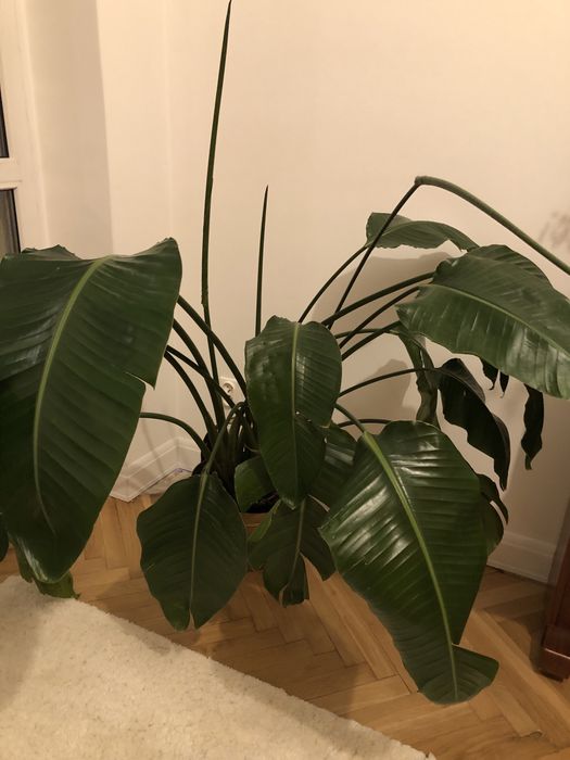 Strelicja biała strelitzia nicolai 150 cm 3 rośliny w jednej