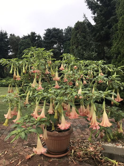 1 patyk do samodzielnego ukorzenienia pelny gratis pojedynczy kwiat