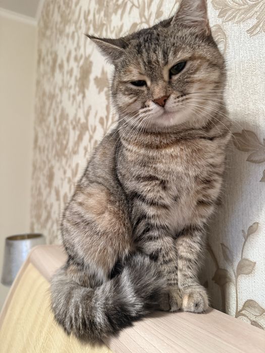 Молода киця в гарні руки