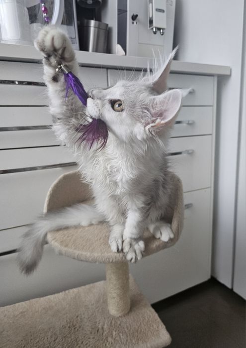 Piękna kotka Maine Coon Daria, ns