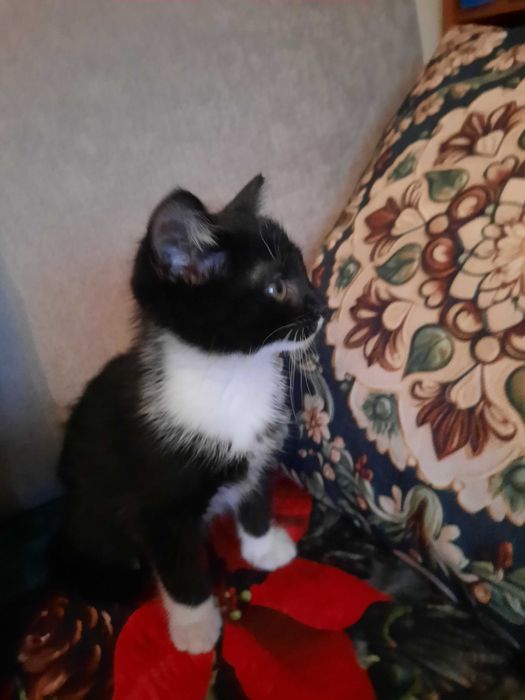 Dwa śliczne małe kotki oddam w dobre ręce