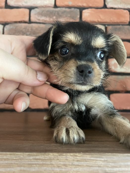 Pinczer z york pies piesek 0,5 kg mini miniaturka