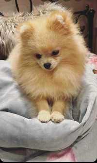 Szpic miniaturowy pomeranian samiec