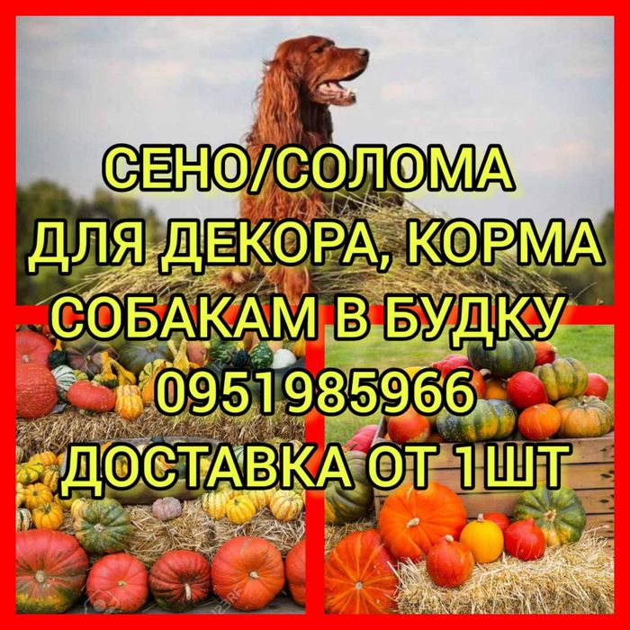 СІНО З ДОСТАВКОЮ від 1 штуки в тюках мішках, сено лісове. Б.н.