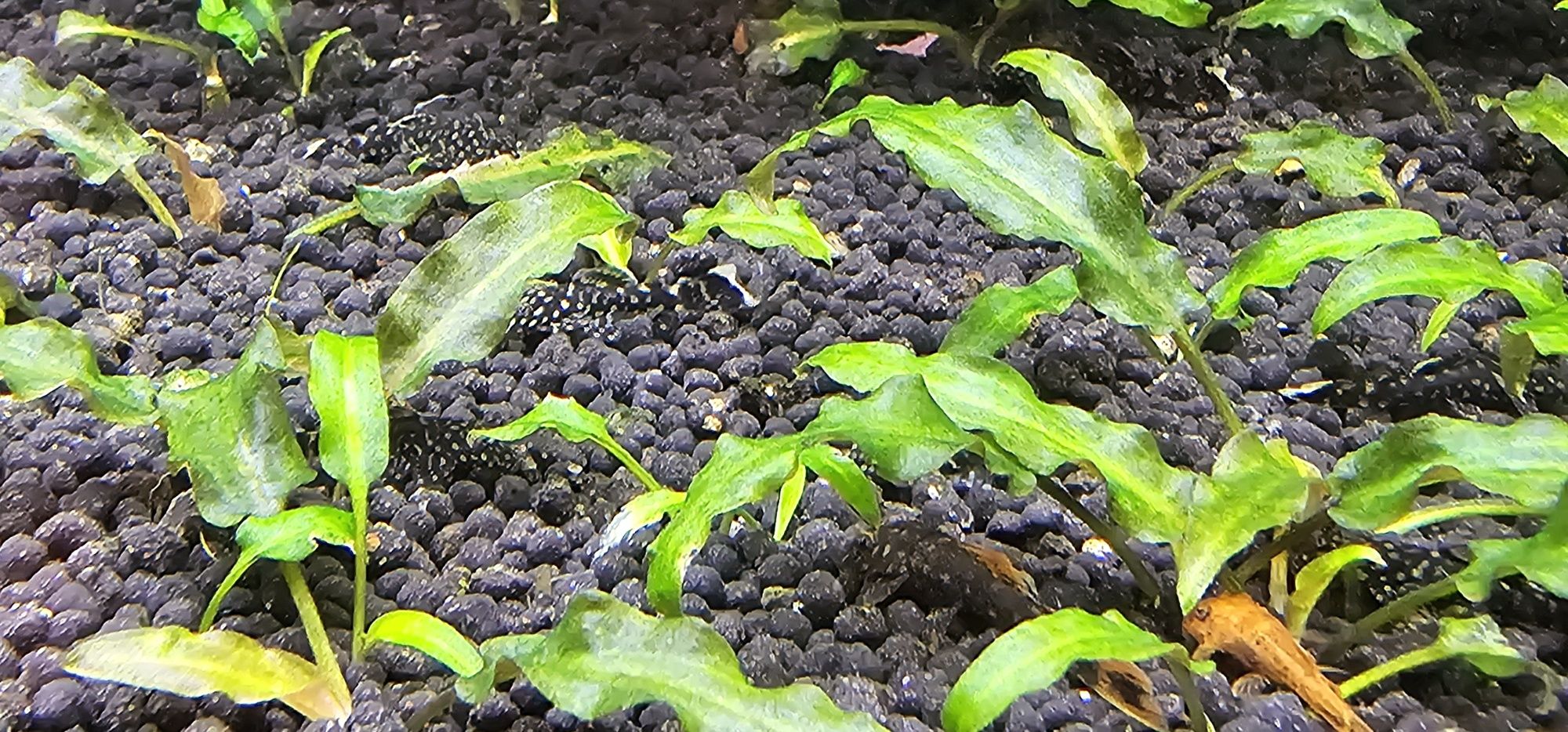 Ancistros sp.  pequenos