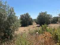 Terreno agrícola 10 mil metros