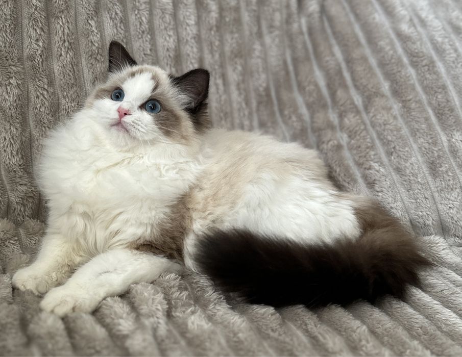 Kotka Ragdoll hodowlana seal bicolor FPL/FIFE do hodowli