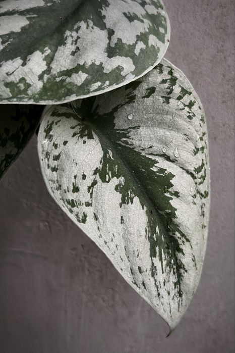 Scindapsus pictus Trebie / Exotica - satynowy, srebrzysty, duże liście