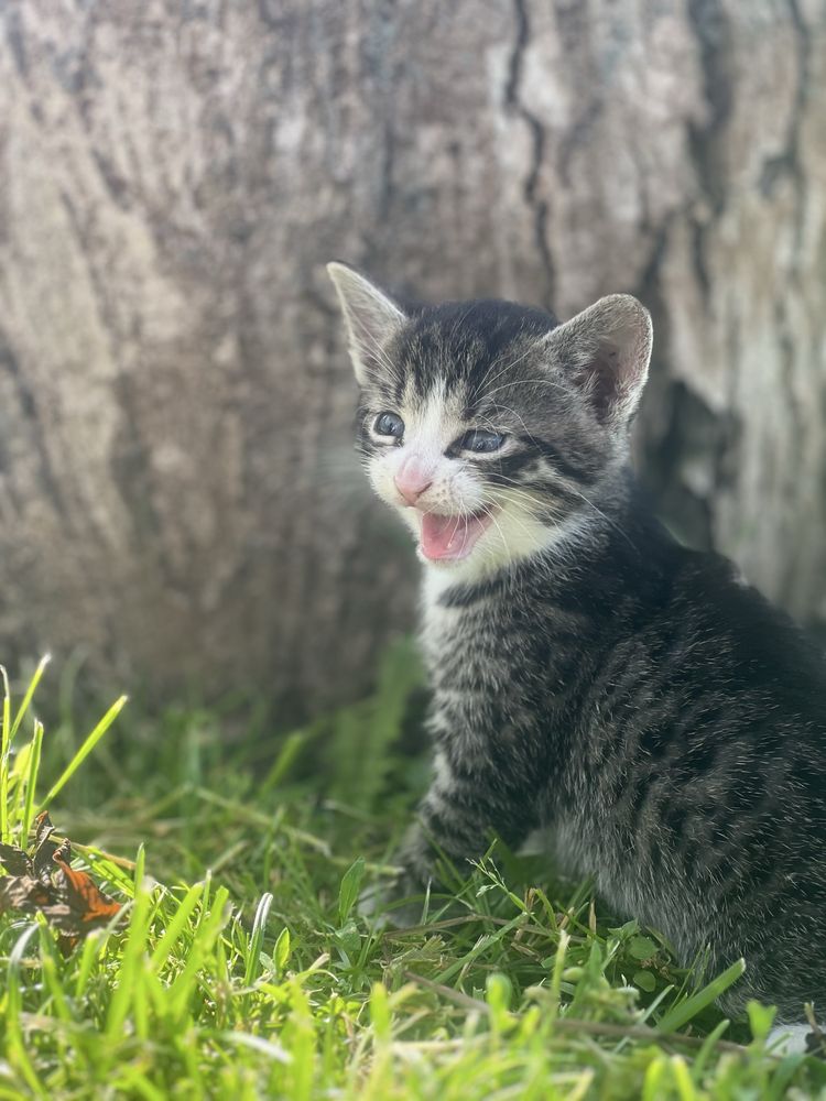 4 koty do adopcji