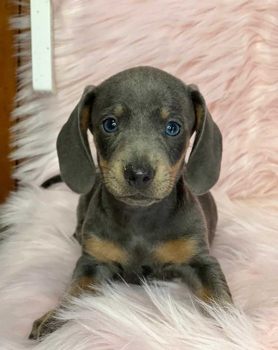 Teckel blue disponível