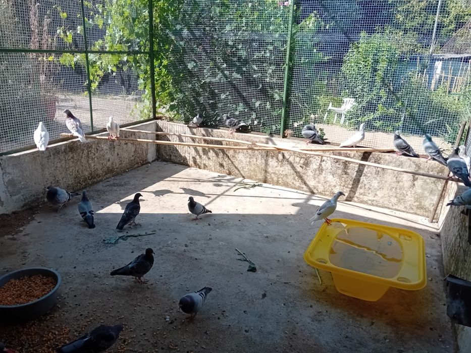 Venda de pombos correios