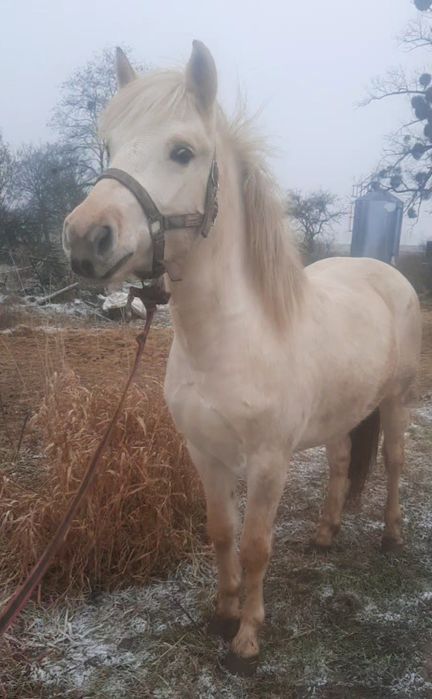 Sprzedam fiorda klacz księga główna