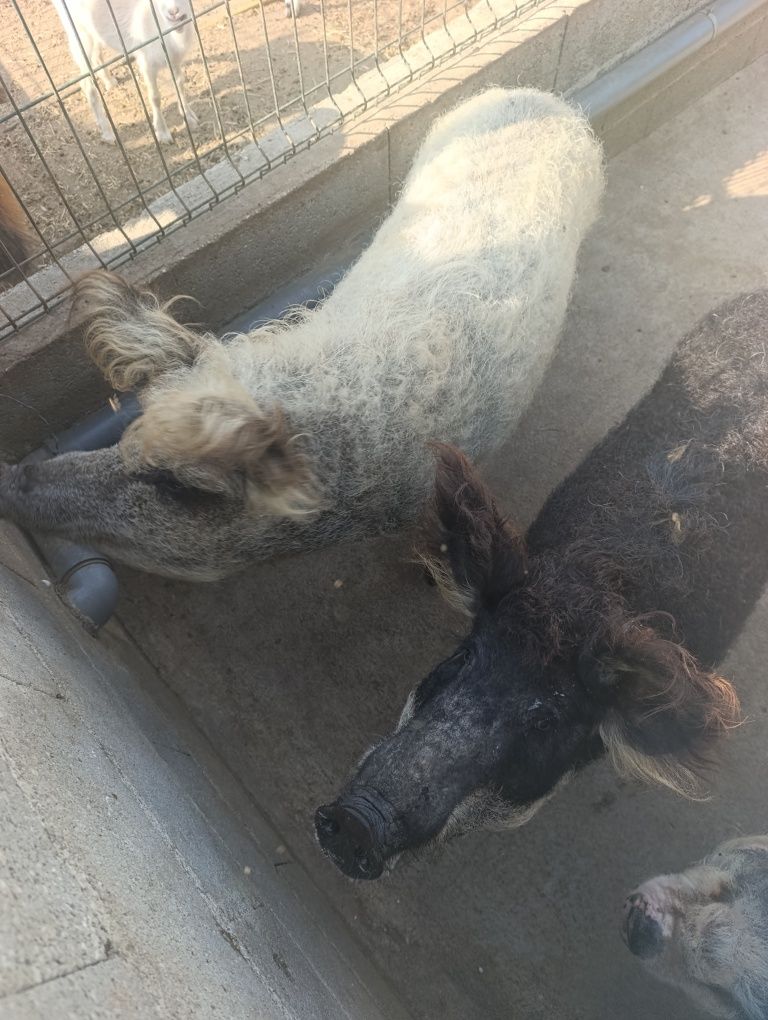 Porca Magalitsa (Porco Ovelha)