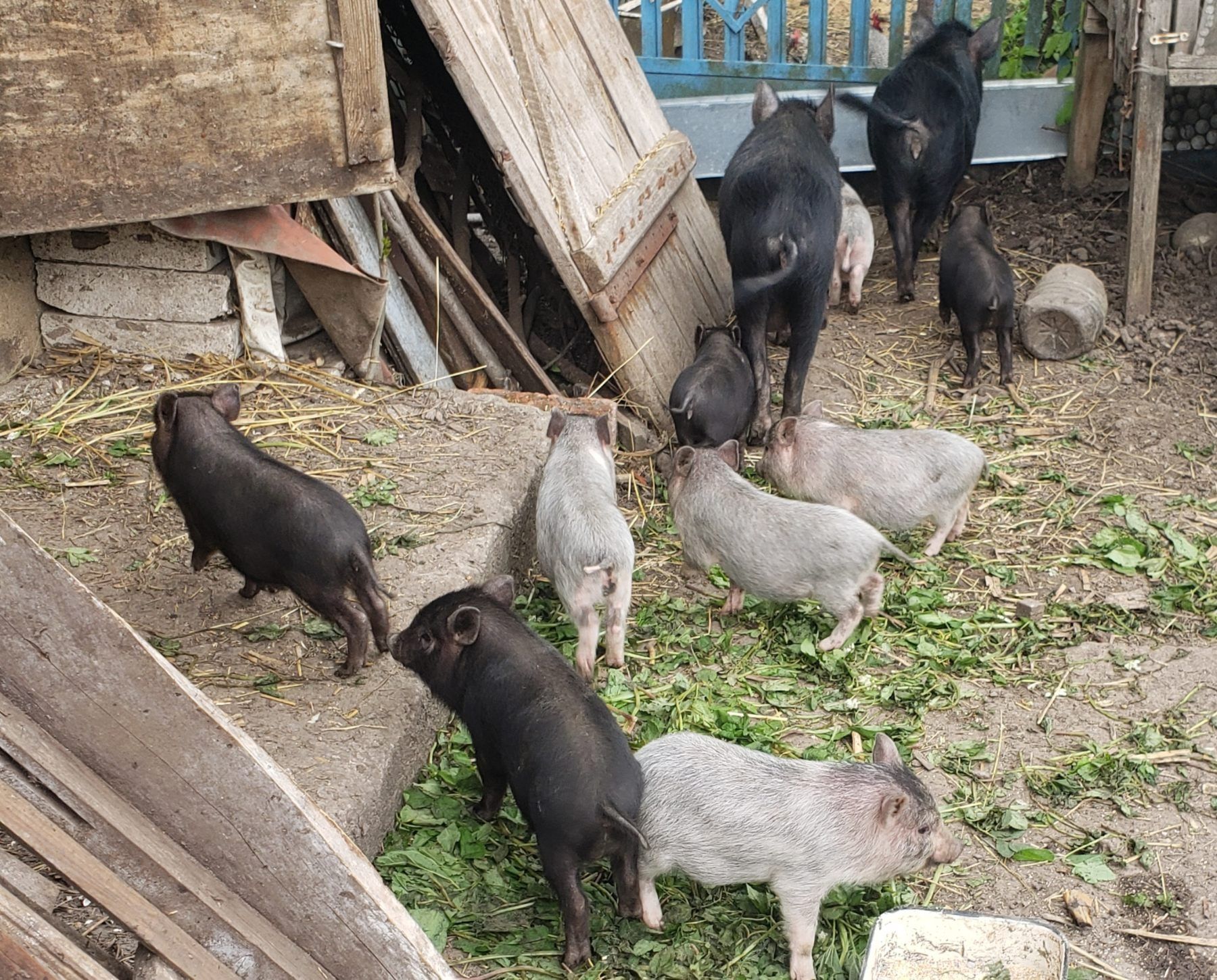 В'єтнамські свині