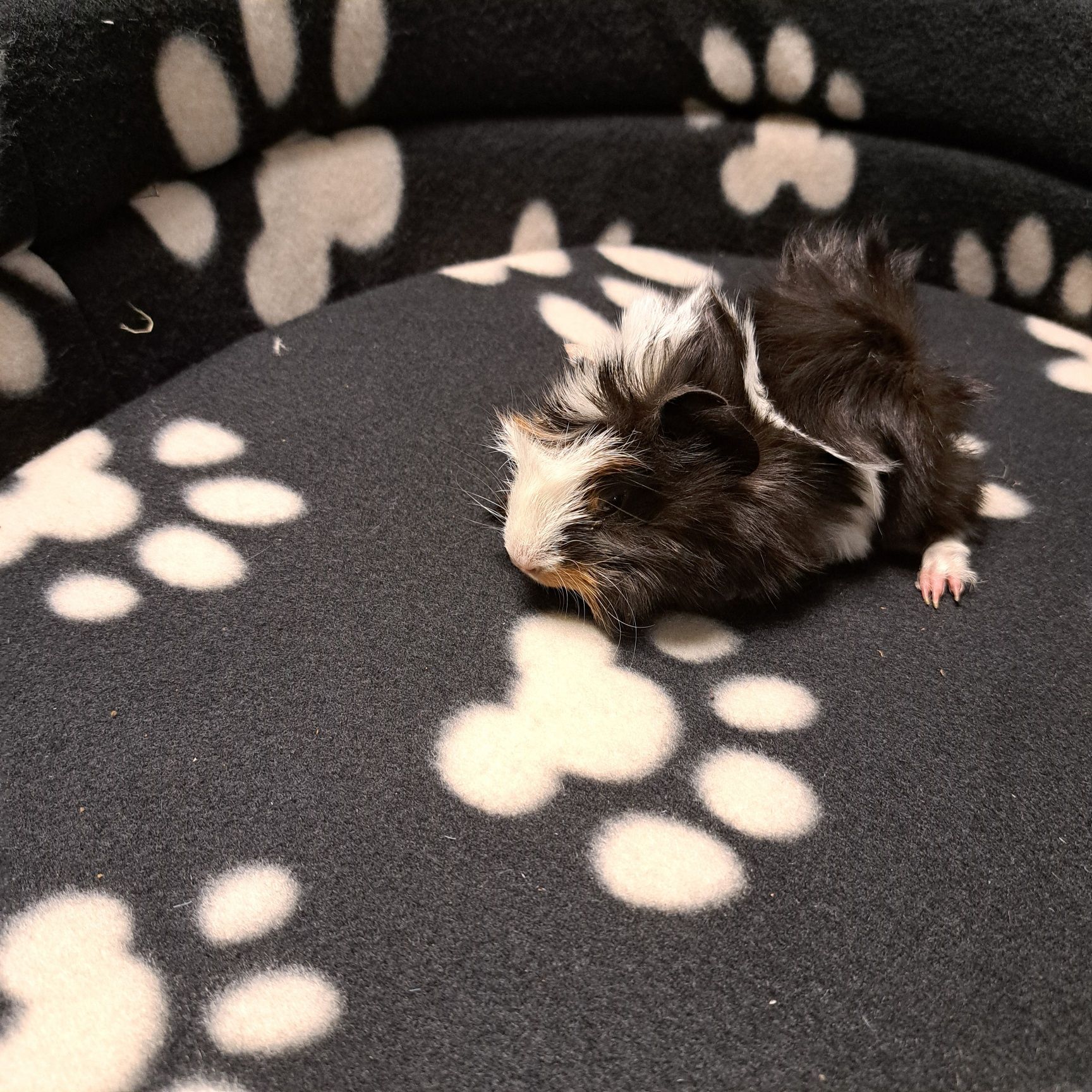 Świnka morska w GRUBY KOCUR sklep zoologiczny Rzeszów