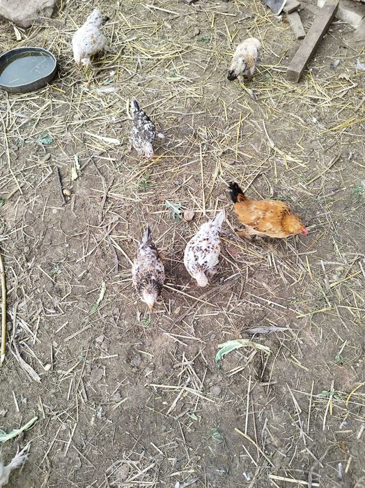 Małe kurki liliputki