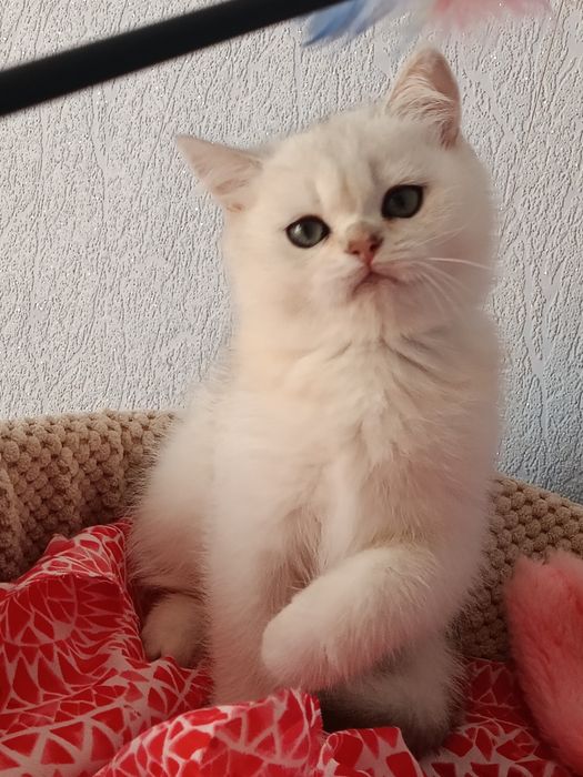 Шикарний котик чекає маму