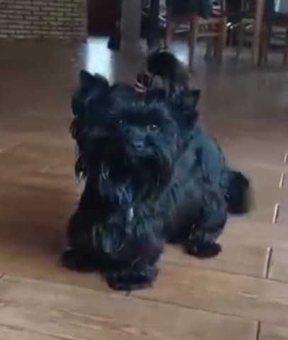 york biewer chłopak szczeniak