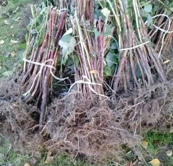 Sadzonki malin 70cm 12 odmian czerwone,zółte!2letnie z własnej szkółki