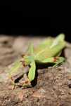 jaja phyllium elegans - liściec