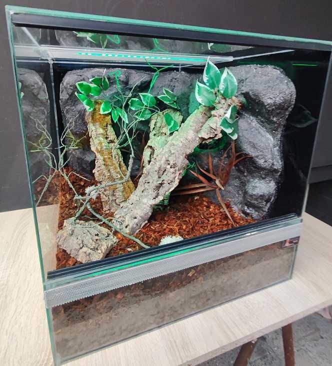 Terrarium dla gekona orzęsionego 50x60x50