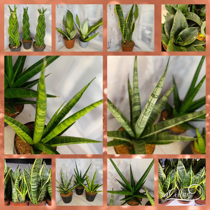 Сансевієрія мікс.Лавр.