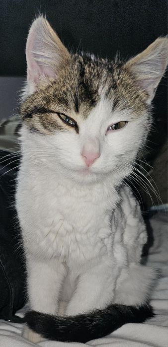 Віддам в самі надійні руки котика