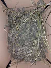 Bukwica 500 g ziele suszone