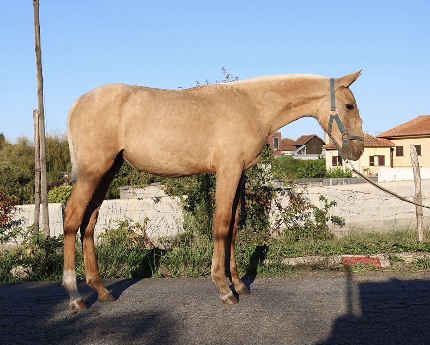 **poldra palomina lusitana 6 meses **