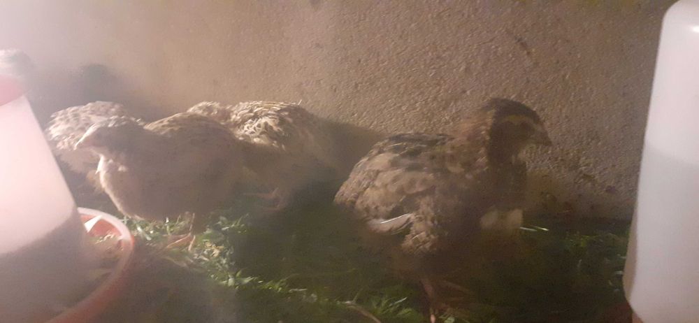 Sprzedam przepiórki