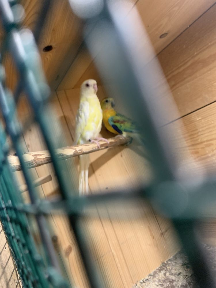 Casal de red rumped