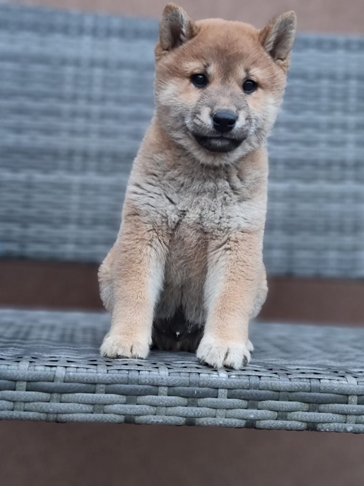 SHIBA INU piesek czerwony szczeniak szczenięta do odbioru