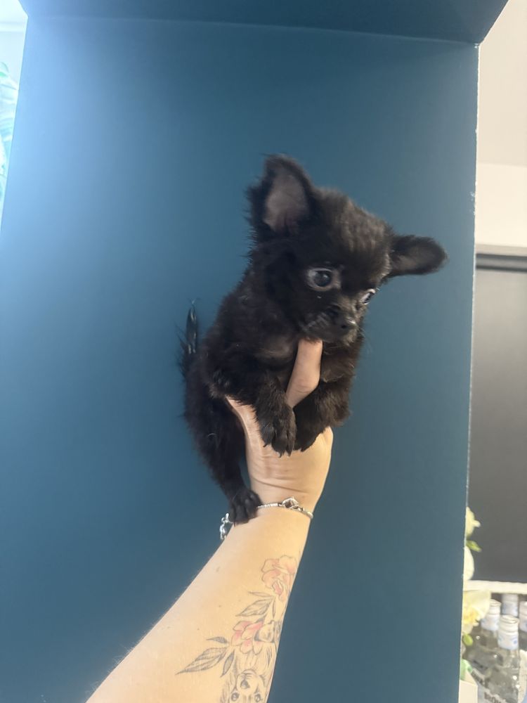 Chłopiec chihuahua czarny długowłosy