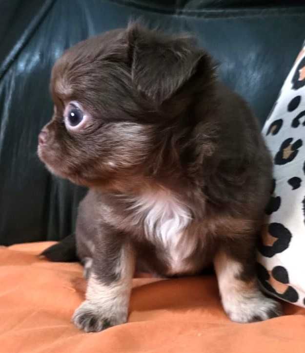 Chihuahua Fêmea, Cor chocolate afogueado. Pêlo comprido.